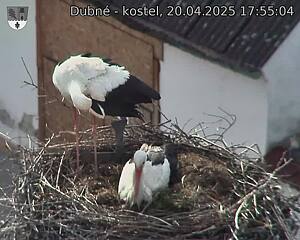 Capi_Dubne_20250420_175504.jpg (1350 x 1080)