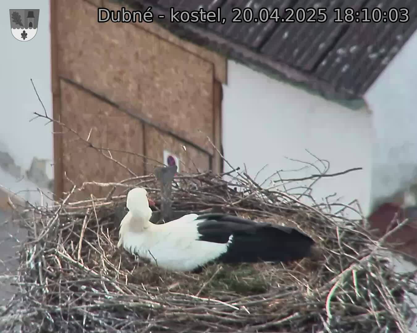 Capi_Dubne_20250420_181003.jpg (1350 x 1080)