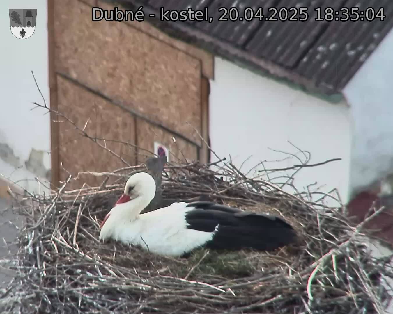Capi_Dubne_20250420_183504.jpg (1350 x 1080)