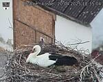 Capi_Dubne_20250420_183504.jpg