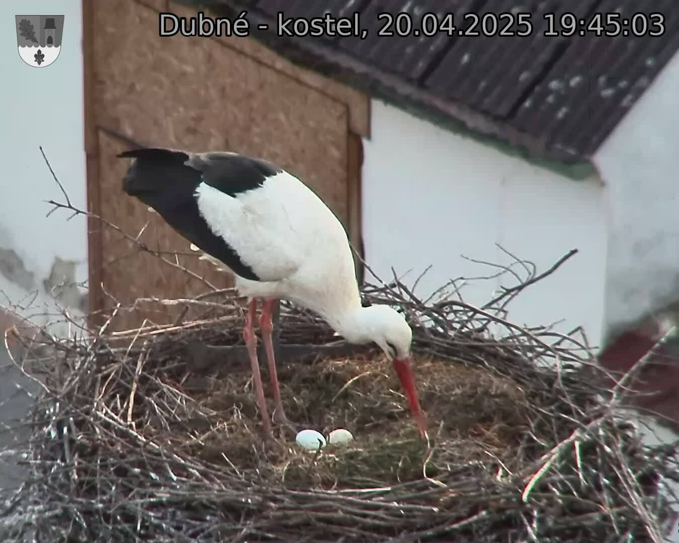 Capi_Dubne_20250420_194503.jpg (1350 x 1080)