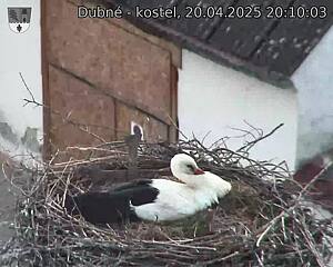 Capi_Dubne_20250420_201003.jpg (1350 x 1080)