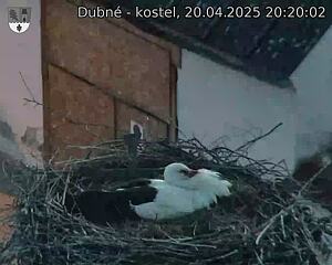Capi_Dubne_20250420_202002.jpg (1350 x 1080)