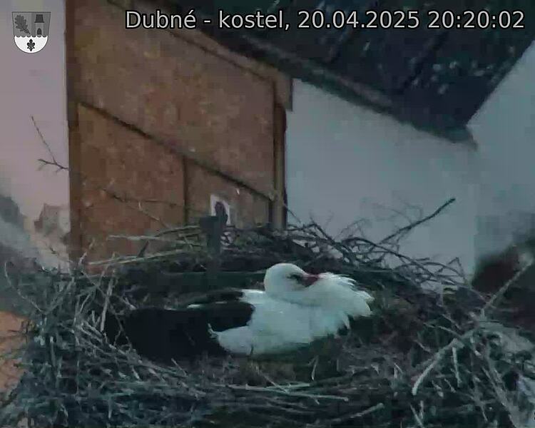 Capi_Dubne_20250420_202002.jpg (1350 x 1080)