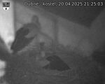 Capi_Dubne_20250420_212503.jpg
