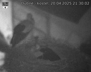 Capi_Dubne_20250420_213002.jpg (1350 x 1080)