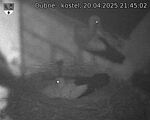 Capi_Dubne_20250420_214502.jpg