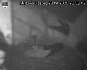 Capi_Dubne_20250420_215002.jpg (1350 x 1080)