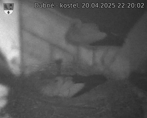 Capi_Dubne_20250420_222002.jpg (1350 x 1080)