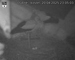 Capi_Dubne_20250420_230503.jpg