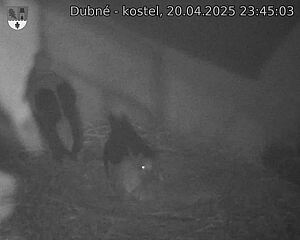 Capi_Dubne_20250420_234503.jpg (1350 x 1080)