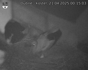 Capi_Dubne_20250421_001503.jpg (1350 x 1080)