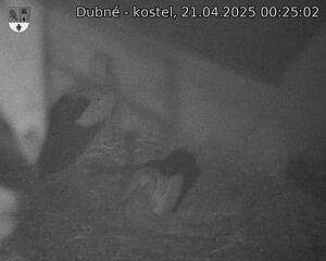 Capi_Dubne_20250421_002502.jpg (1350 x 1080)
