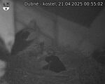 Capi_Dubne_20250421_005502.jpg