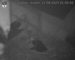 Capi_Dubne_20250421_010502.jpg