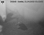 Capi_Dubne_20250421_011502.jpg