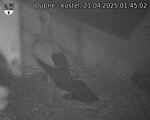 Capi_Dubne_20250421_014502.jpg