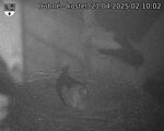 Capi_Dubne_20250421_021002.jpg