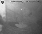 Capi_Dubne_20250421_022502.jpg