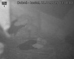 Capi_Dubne_20250421_031003.jpg