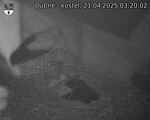 Capi_Dubne_20250421_032002.jpg