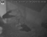 Capi_Dubne_20250421_032503.jpg