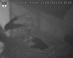 Capi_Dubne_20250421_033002.jpg