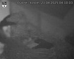Capi_Dubne_20250421_041003.jpg