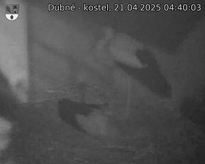 Capi_Dubne_20250421_044003.jpg (1350 x 1080)