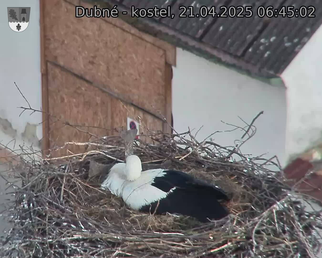 Capi_Dubne_20250421_064502.jpg (1350 x 1080)