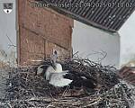 Capi_Dubne_20250421_071002.jpg
