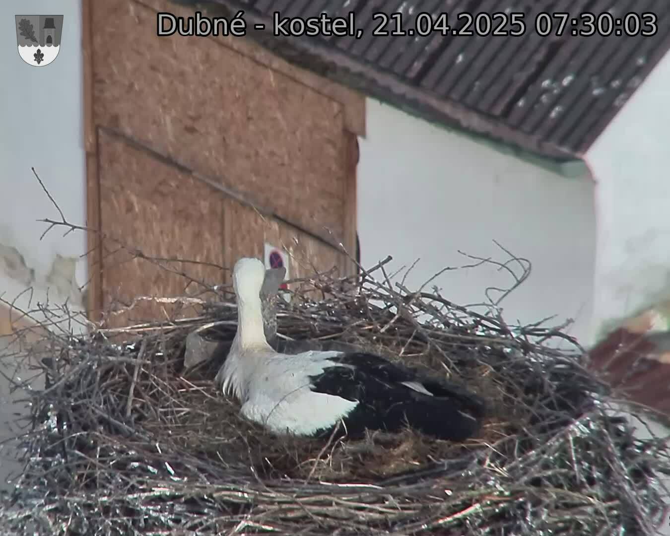 Capi_Dubne_20250421_073003.jpg (1350 x 1080)