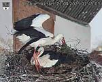Capi_Dubne_20250421_074503.jpg