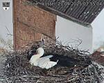 Capi_Dubne_20250421_075504.jpg