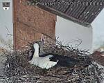 Capi_Dubne_20250421_080004.jpg