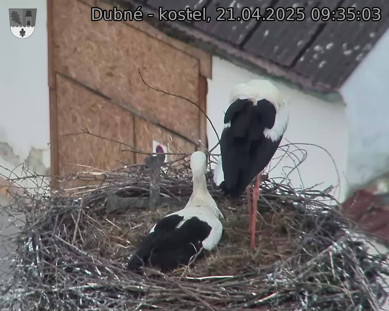 Capi_Dubne_20250421_093503.jpg (1350 x 1080)