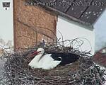 Capi_Dubne_20250421_100502.jpg