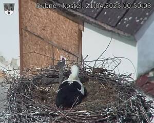 Capi_Dubne_20250421_105003.jpg (1350 x 1080)