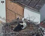 Capi_Dubne_20250421_120003.jpg