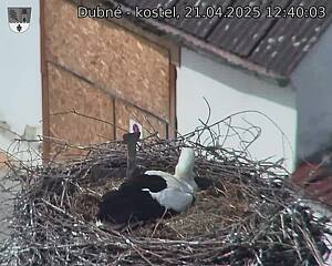 Capi_Dubne_20250421_124003.jpg (1350 x 1080)