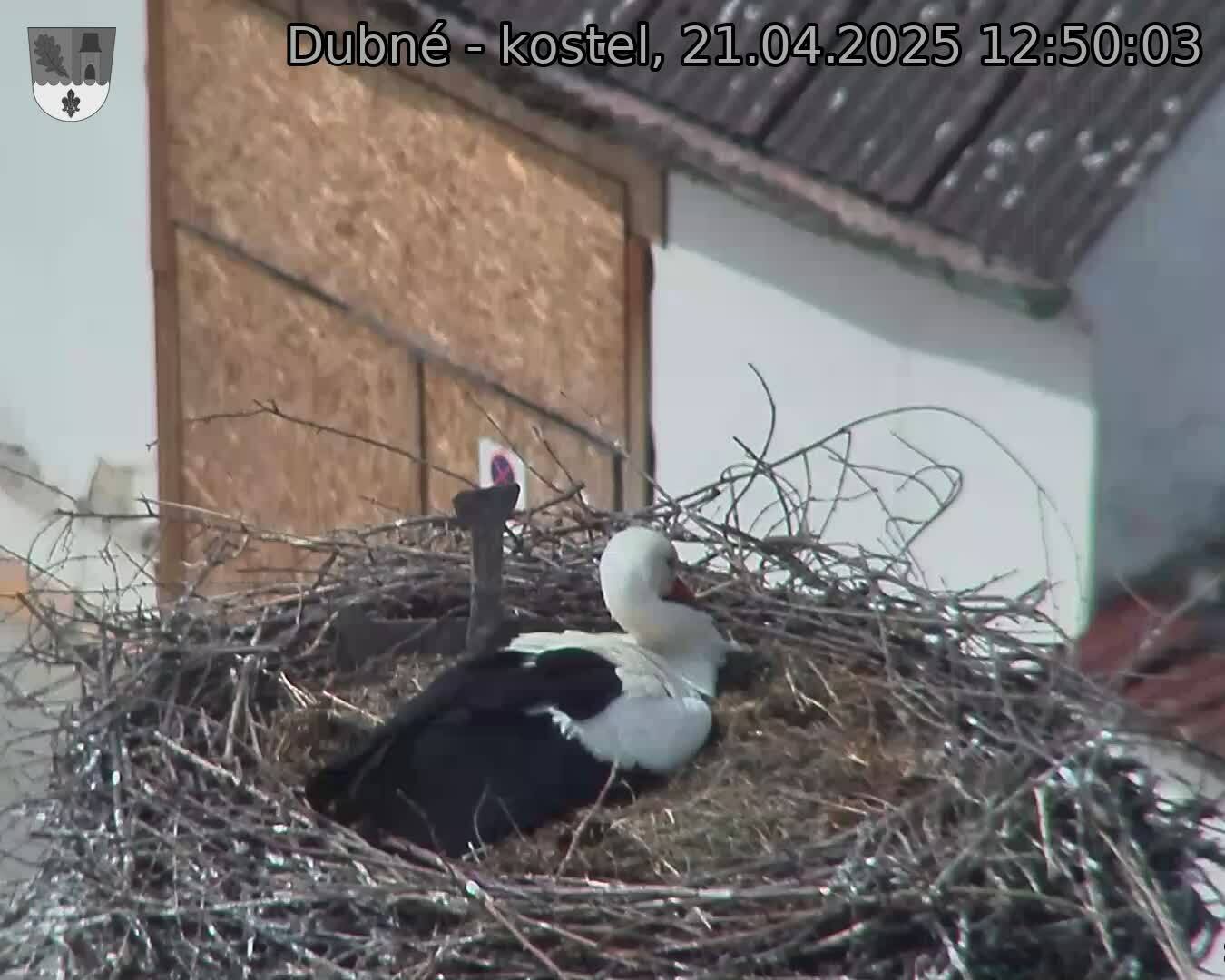 Capi_Dubne_20250421_125003.jpg (1350 x 1080)
