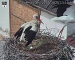 Capi_Dubne_20250421_131003.jpg