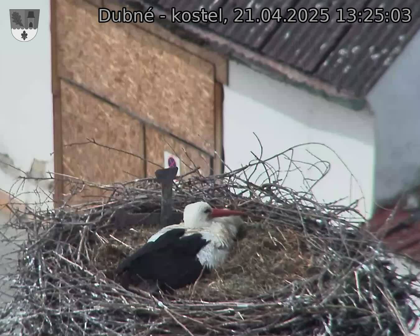 Capi_Dubne_20250421_132503.jpg (1350 x 1080)