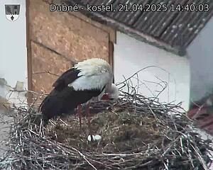 Capi_Dubne_20250421_144003.jpg (1350 x 1080)