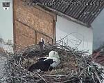 Capi_Dubne_20250421_144502.jpg