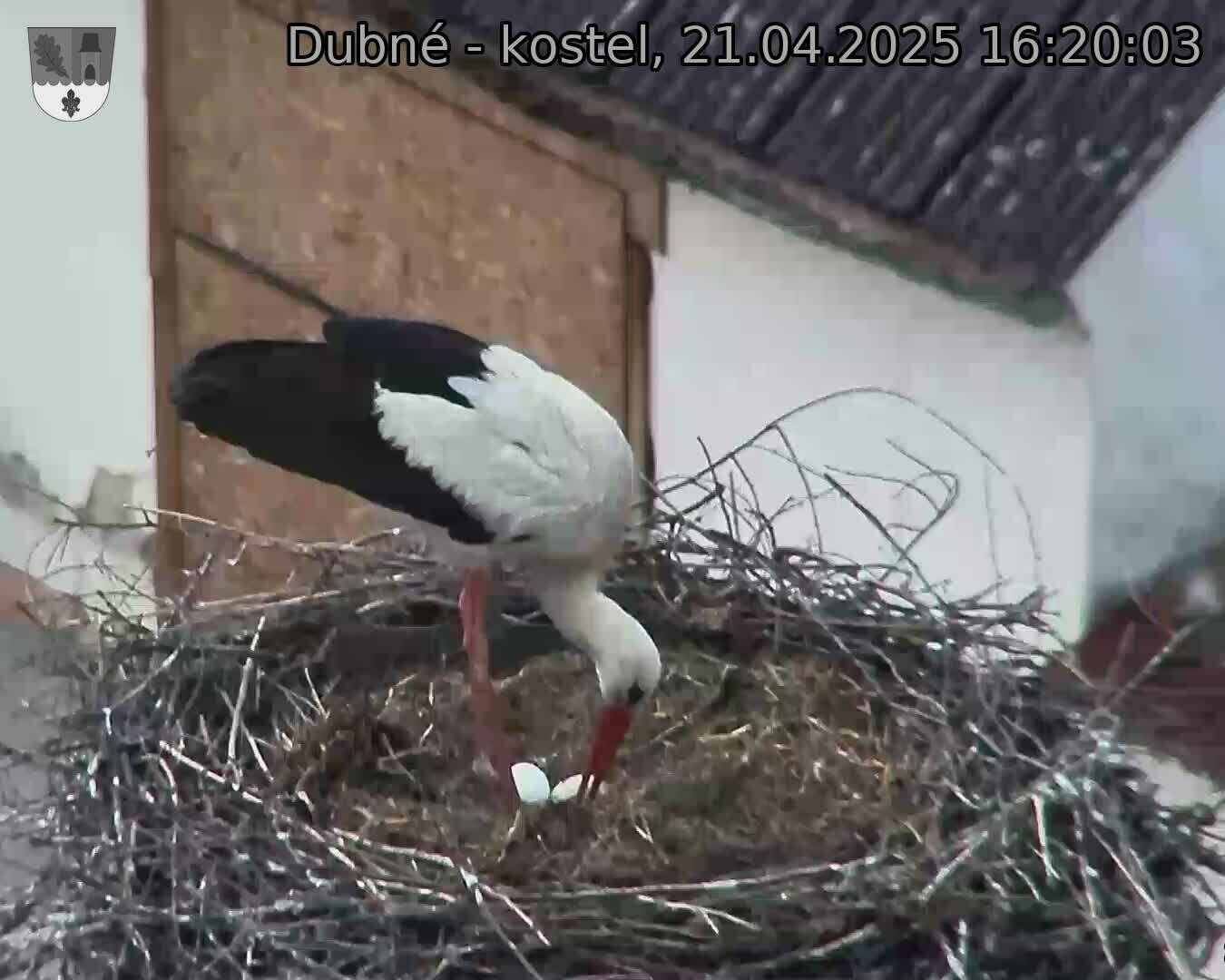 Capi_Dubne_20250421_162003.jpg (1350 x 1080)