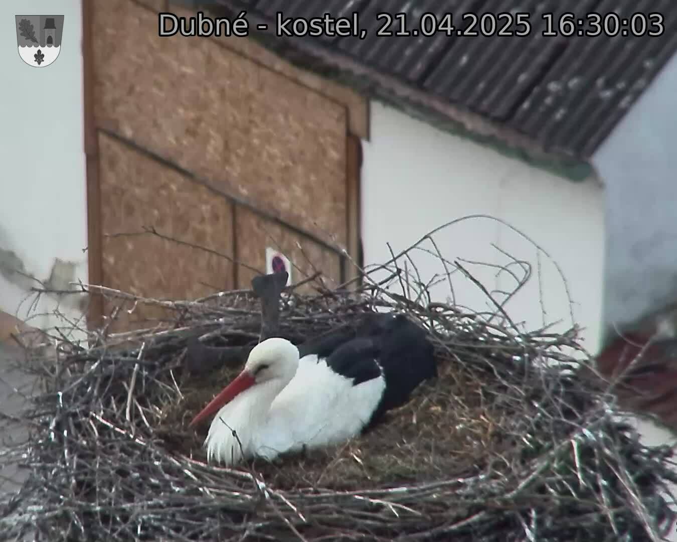Capi_Dubne_20250421_163003.jpg (1350 x 1080)