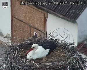 Capi_Dubne_20250421_163003.jpg (1350 x 1080)