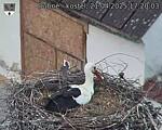 Capi_Dubne_20250421_172003.jpg