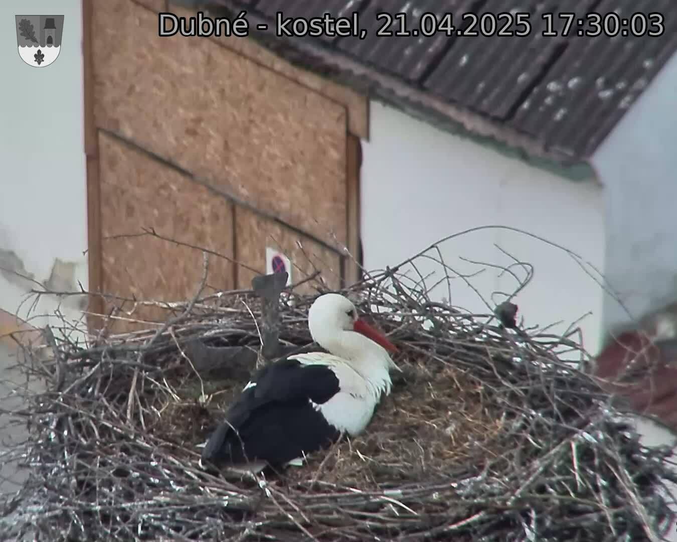 Capi_Dubne_20250421_173003.jpg (1350 x 1080)
